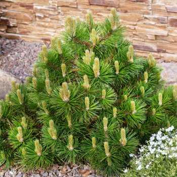 Pinus mugo (Borovica horská) ´MUGHUS´ – kont. C2L, výška: 10-20 cm, ⌀ 10-20 cm
